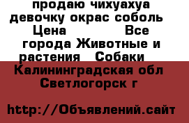 продаю чихуахуа девочку,окрас соболь › Цена ­ 25 000 - Все города Животные и растения » Собаки   . Калининградская обл.,Светлогорск г.
